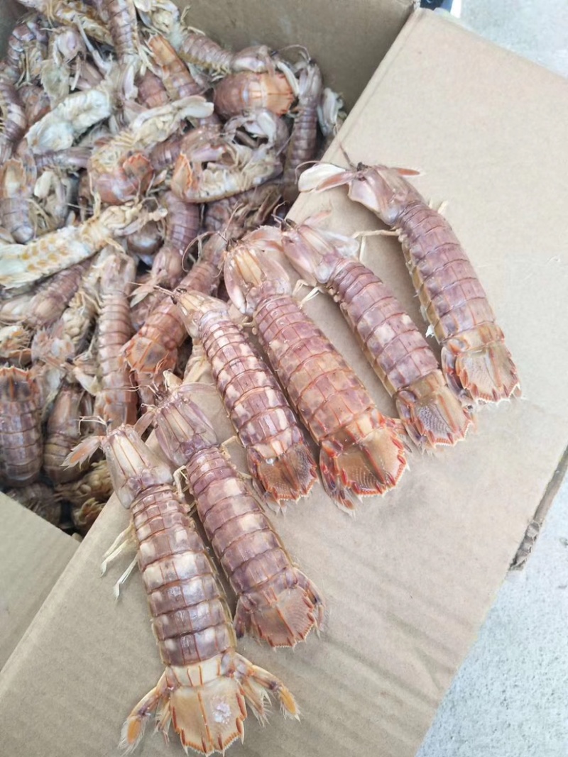 批发大量渤海湾皮皮虾包肥个大濑尿虾琵琶虾