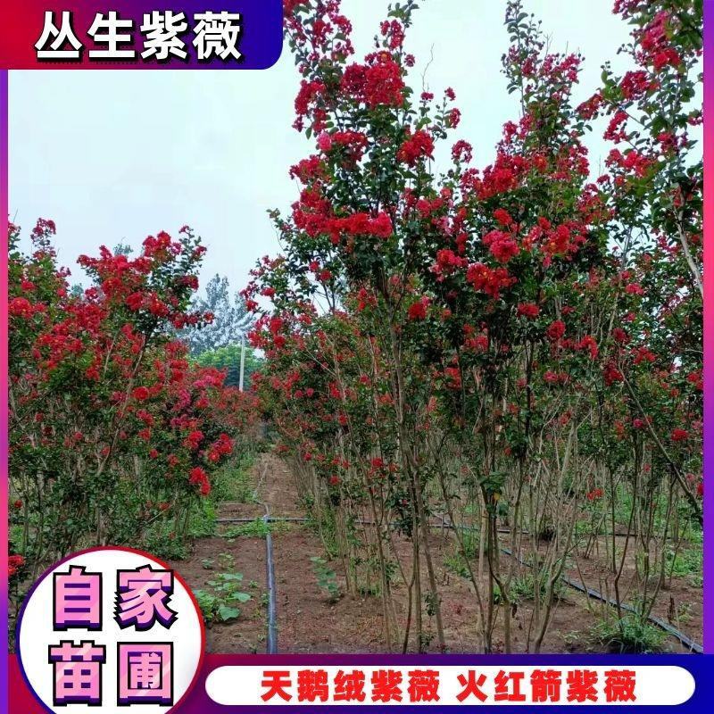 丛生红花紫薇天鹅绒紫薇红火箭丛生紫薇大小苗都有