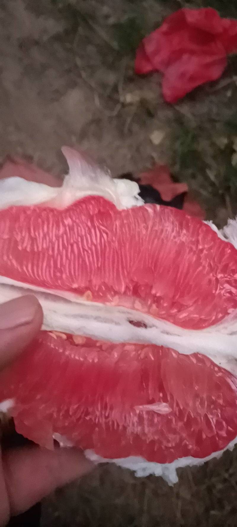 [荐】精品平和红心蜜柚，大量上市，欢迎客商来选购