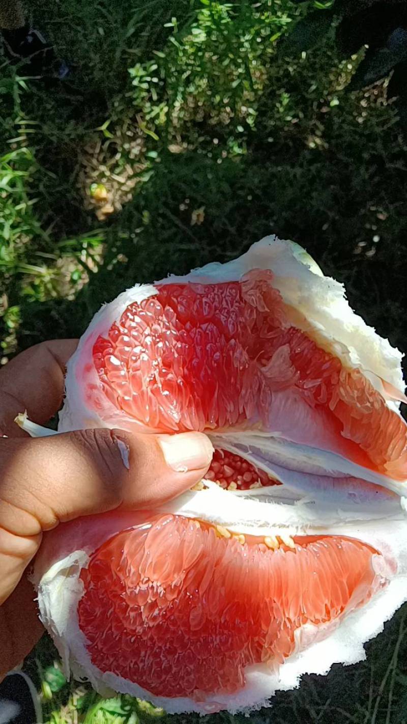 [荐】精品平和红心蜜柚，大量上市，欢迎客商来选购