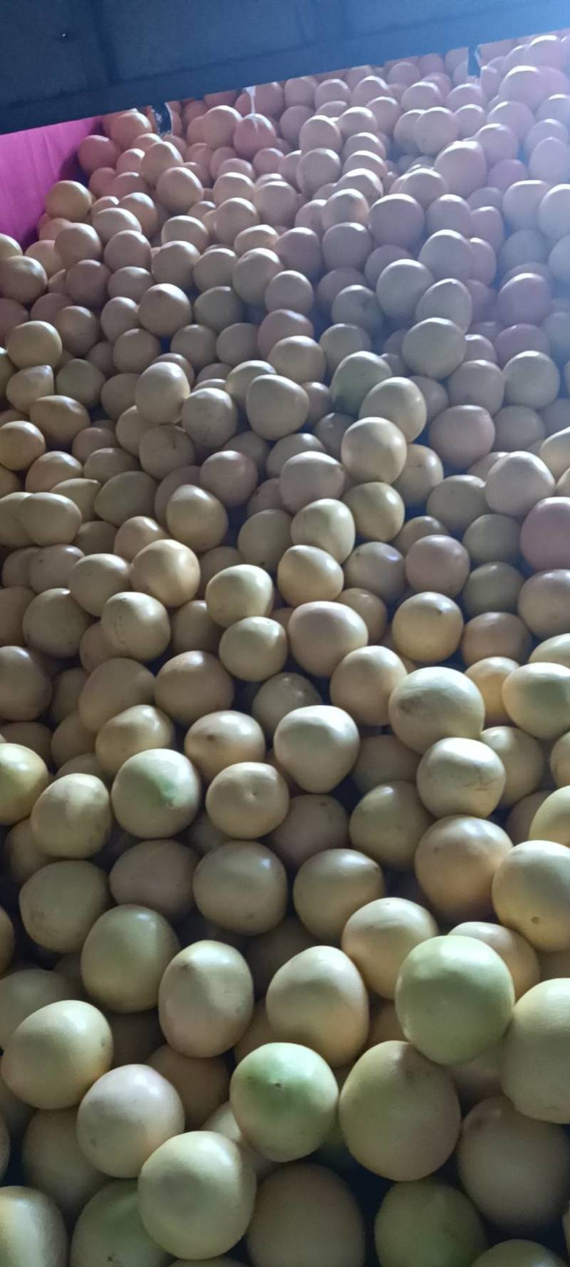 [荐】精品平和红心蜜柚，大量上市，欢迎客商来选购