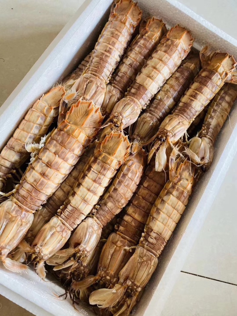 批发大量渤海湾皮皮虾包肥个大濑尿虾琵琶虾