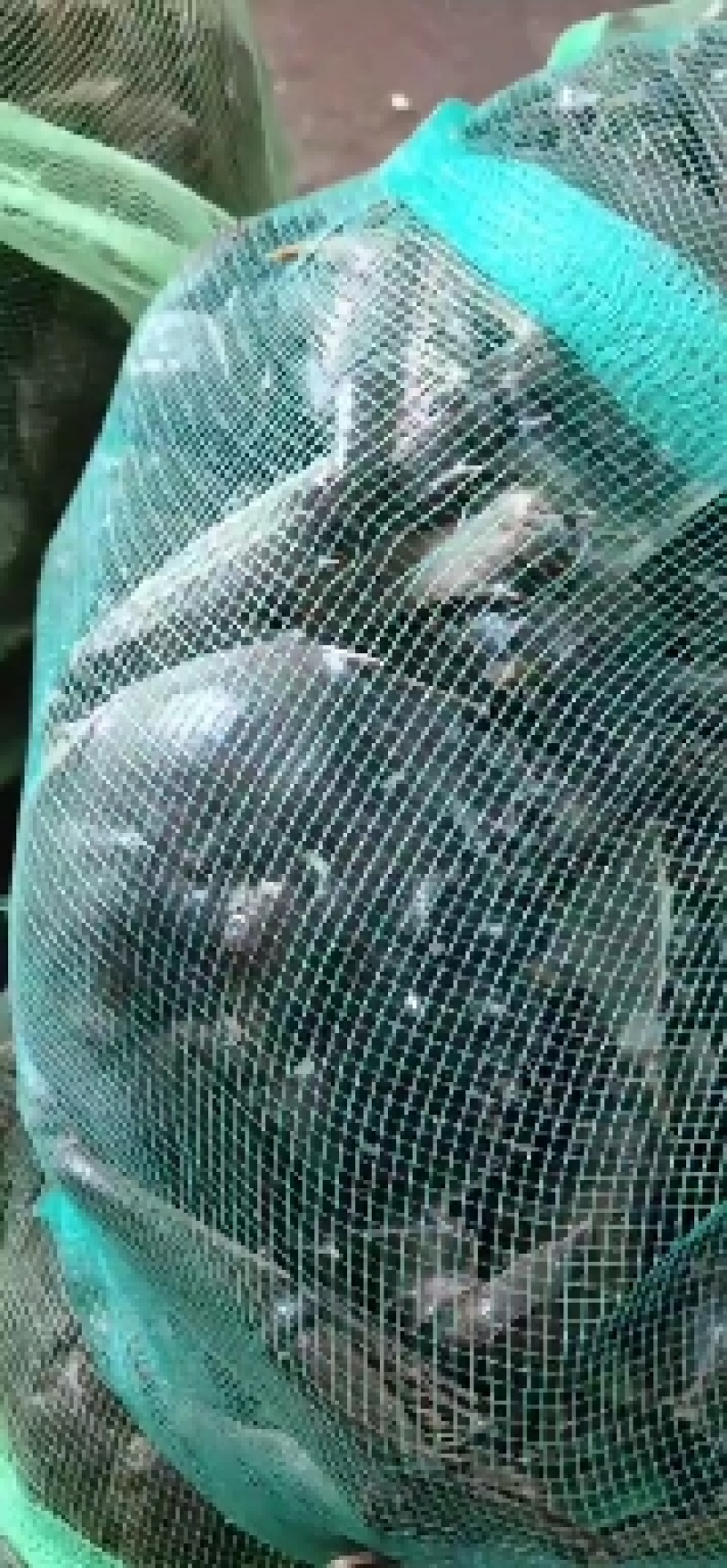大闸蟹兴化红膏大闸蟹江苏大闸蟹基地供应满黄满膏