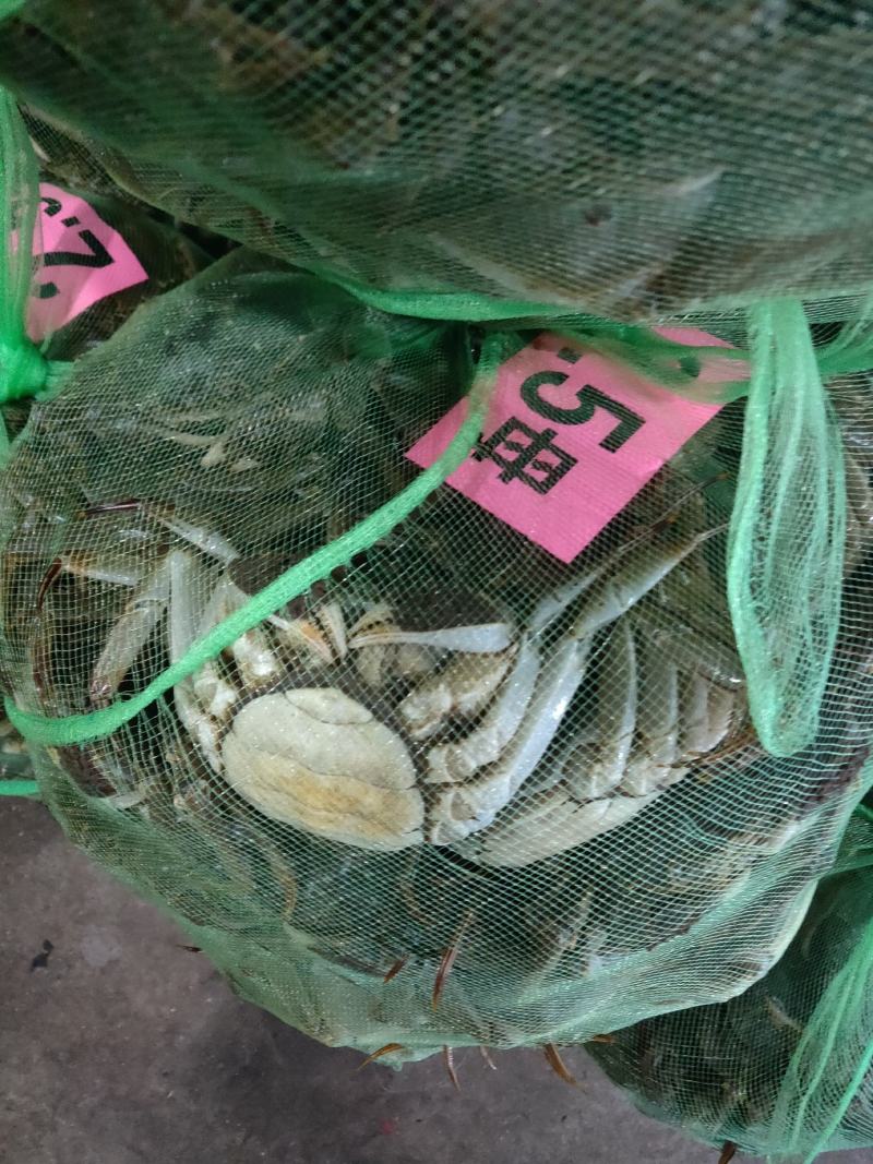 大闸蟹兴化红膏大闸蟹江苏大闸蟹基地供应满黄满膏