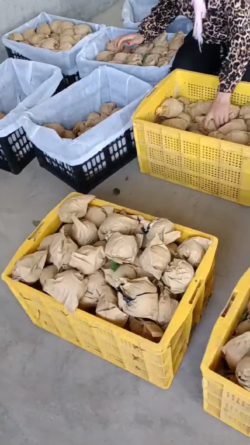 宁夏中卫黄元帅苹果产地直供鲜货代办量大优惠