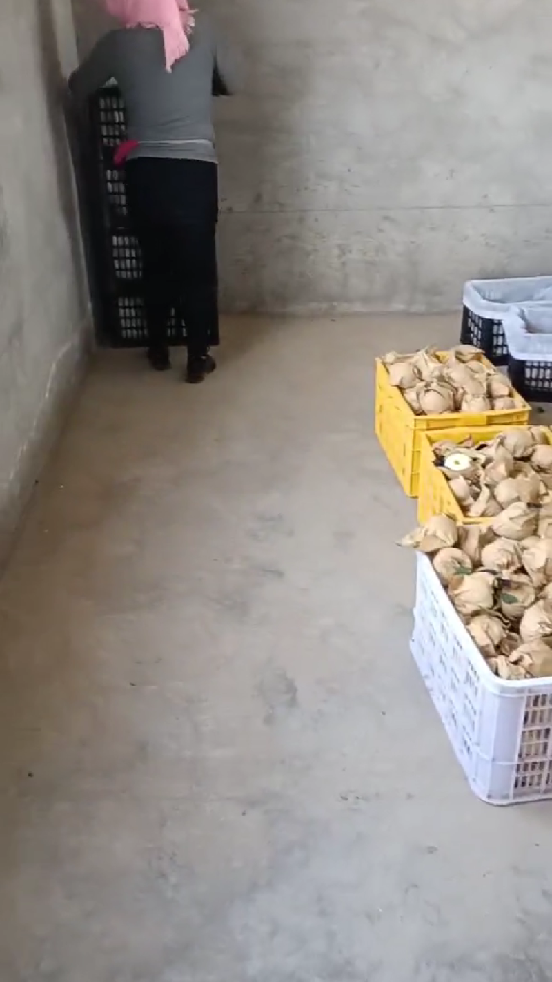 宁夏中卫黄元帅苹果产地直供鲜货代办量大优惠