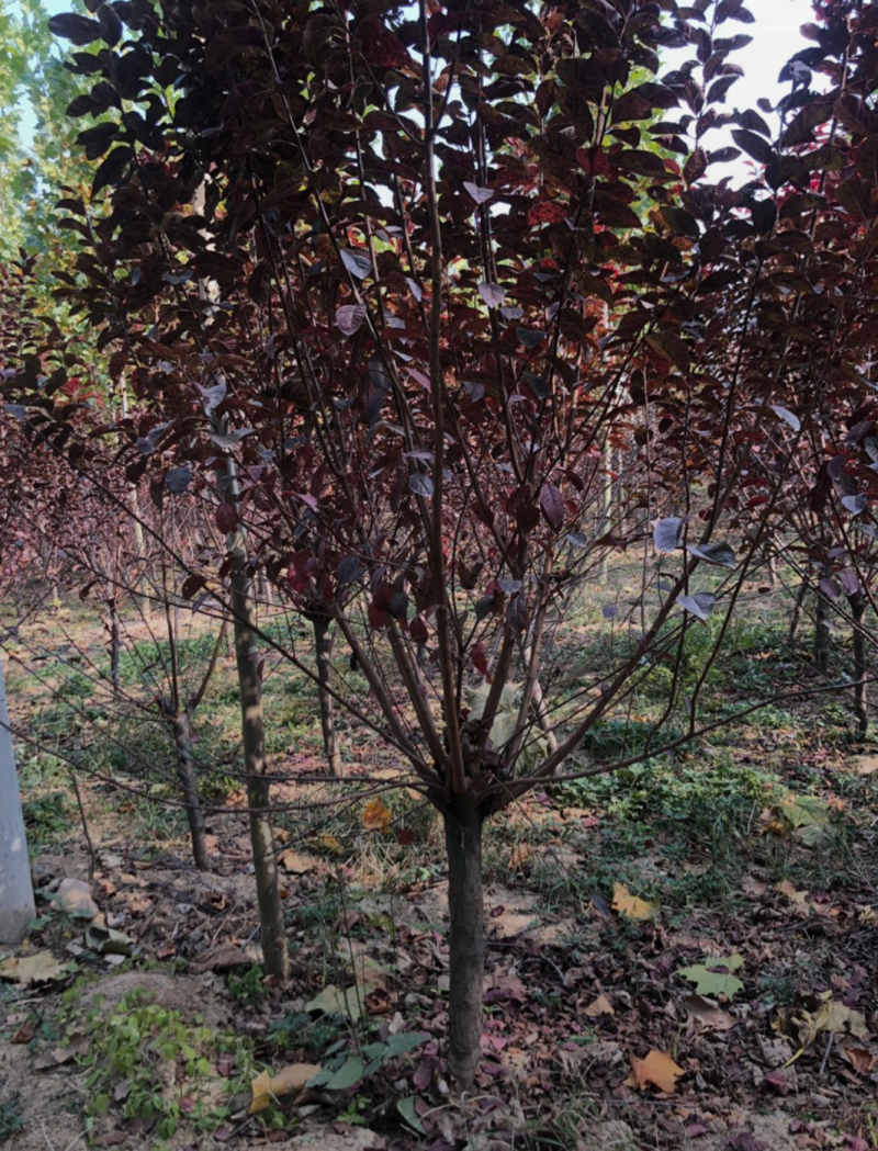 紫叶矮樱3/4/5/6/7规格齐全成活率高价格优惠