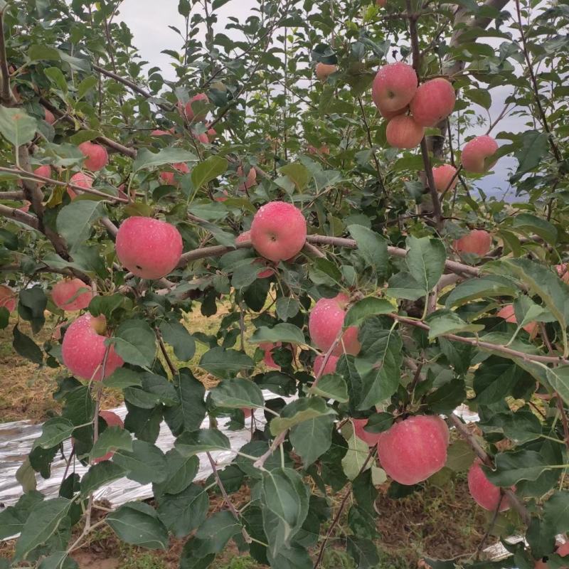 中卫市红富士苹果产地一手货源无中间商专业团队