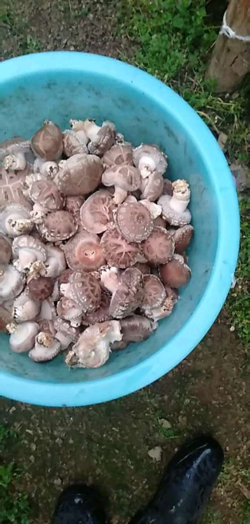 鲜香菇