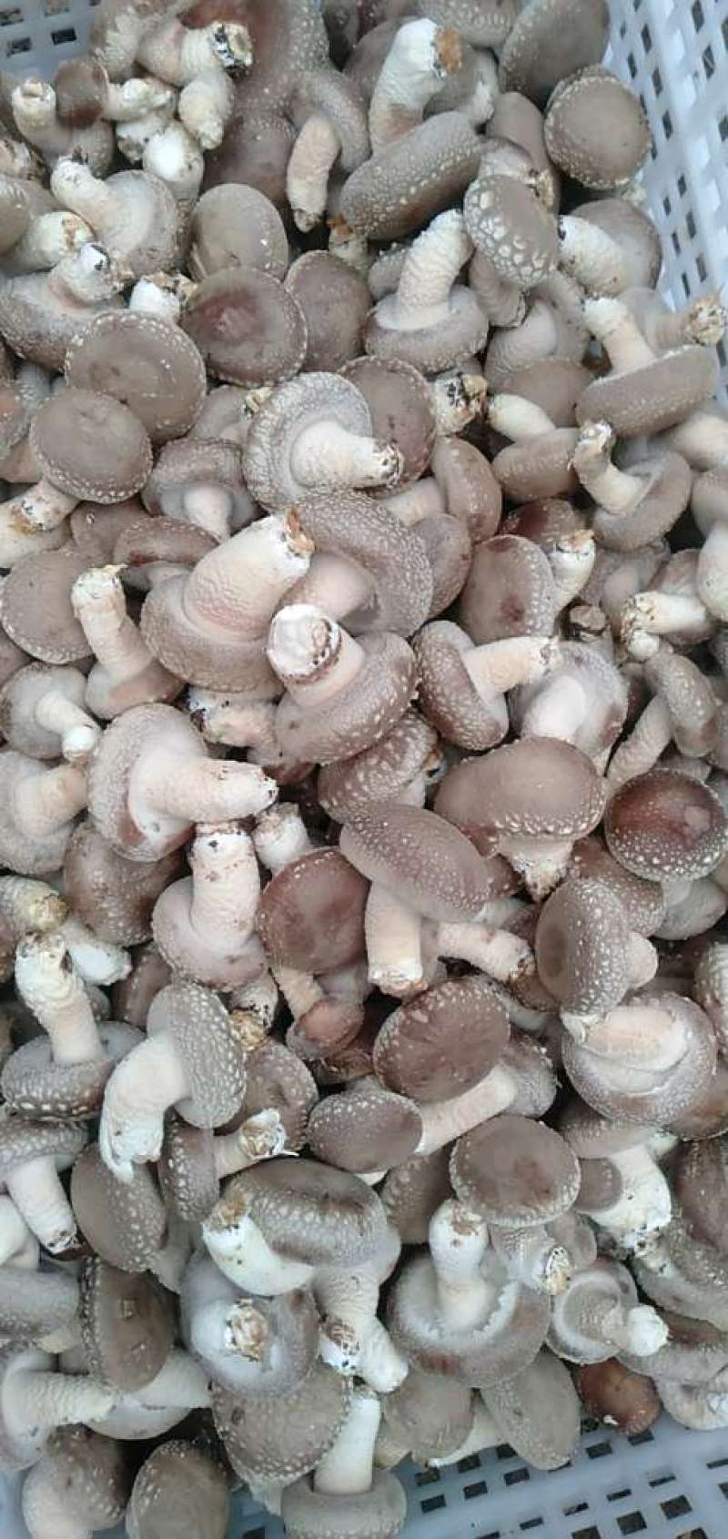 鲜香菇