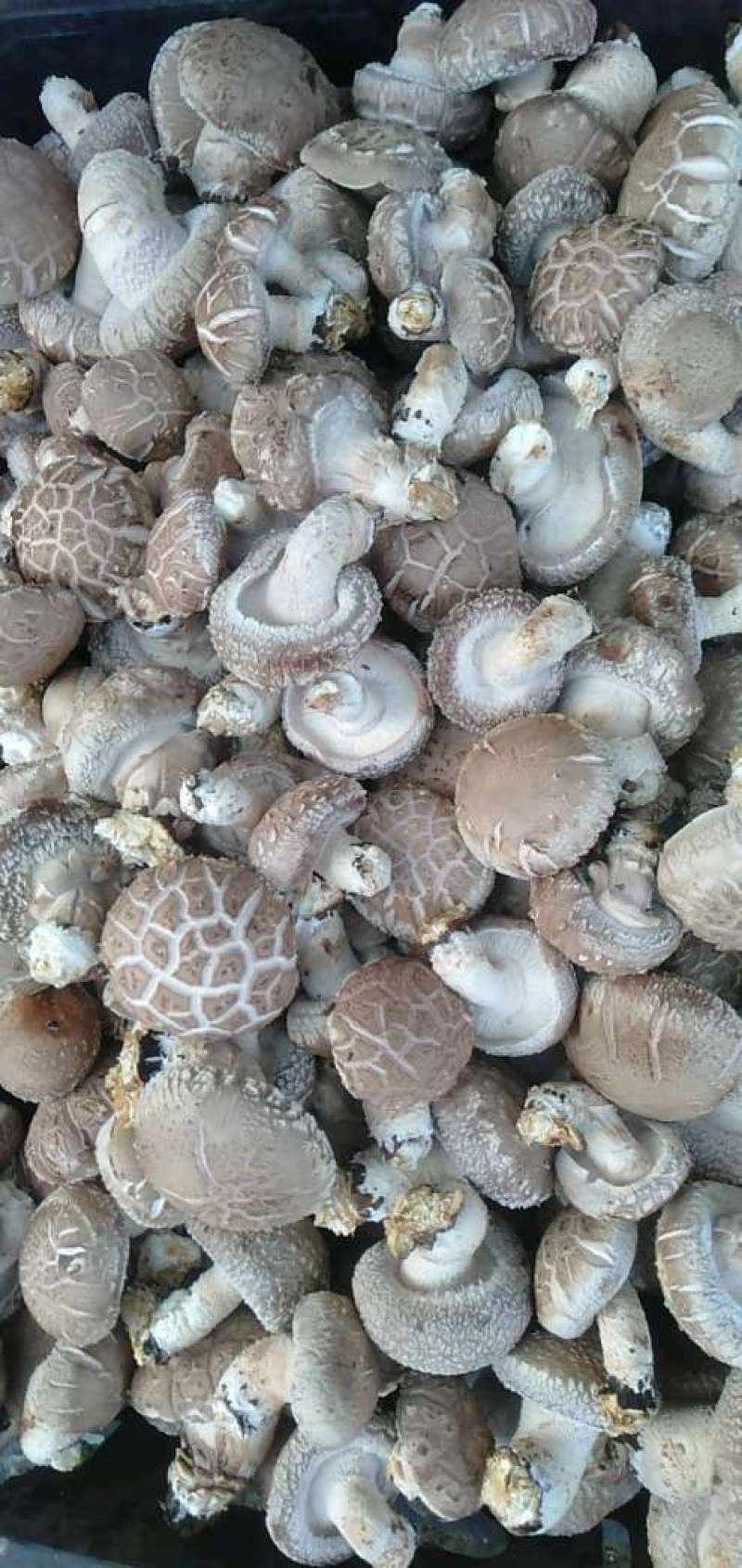 鲜香菇