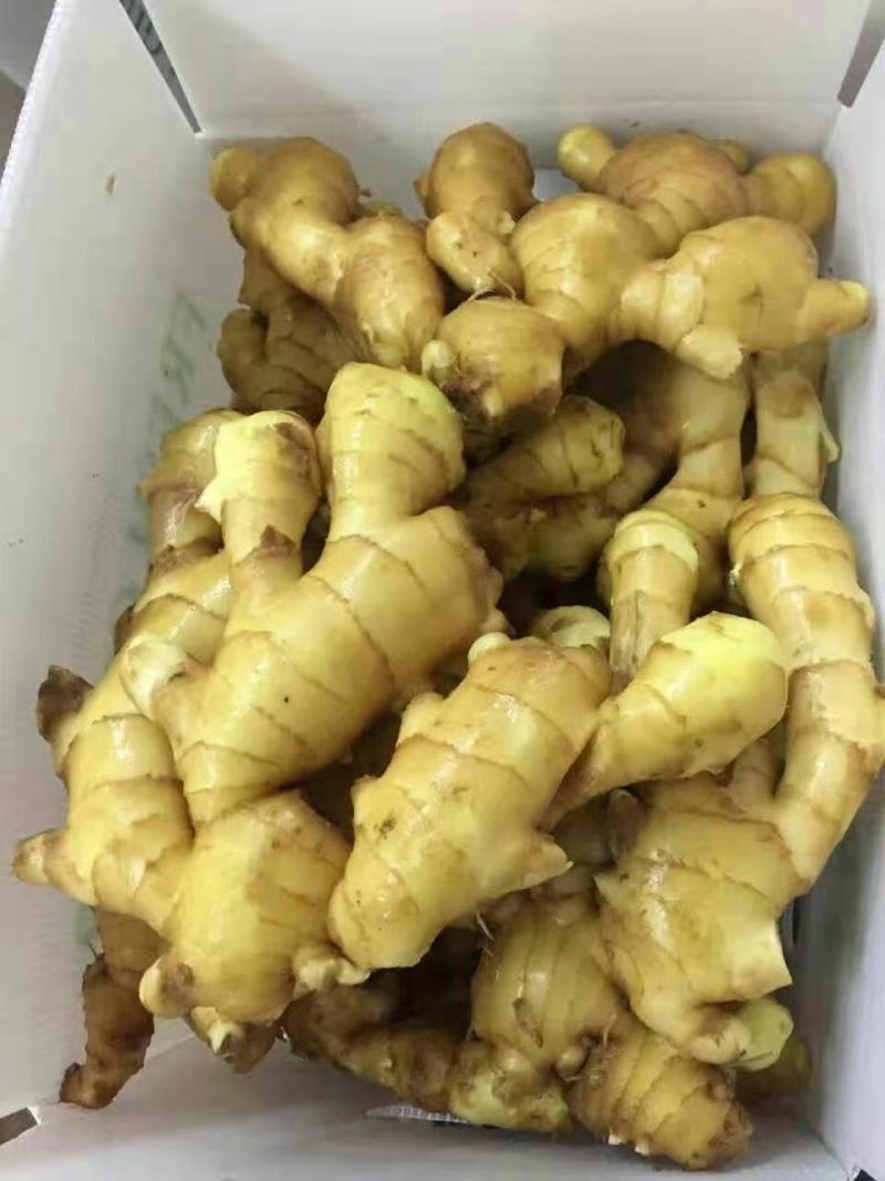 河北【精选大黄姜】产地一手货源【保质保量坏烂包赔】