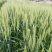 软小麦