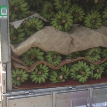 苹果蕉