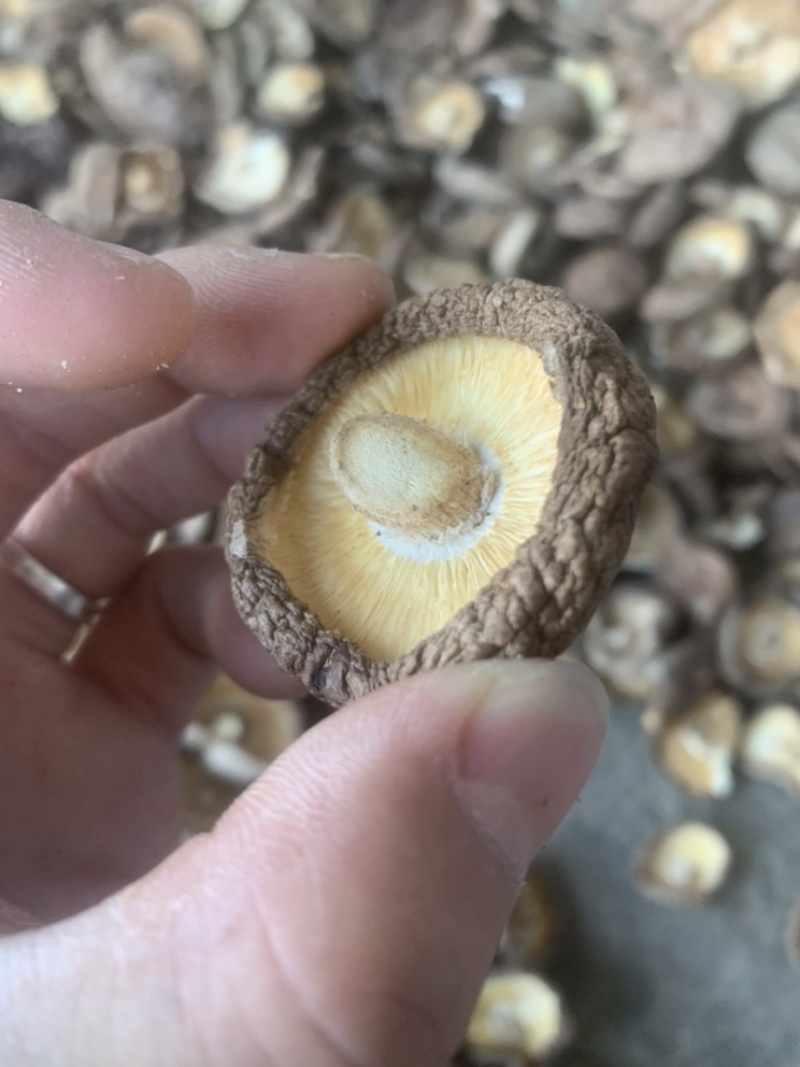 2021秋季新货香菇干货颜色好肉厚干香菇产地直供批发价位