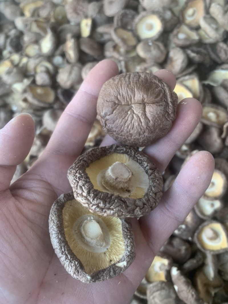 2021秋季新货香菇干货颜色好肉厚干香菇产地直供批发价位