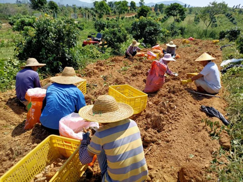 自有基地百亩甜薯(毛薯)还有十天上市，现挖现卖，基地直供