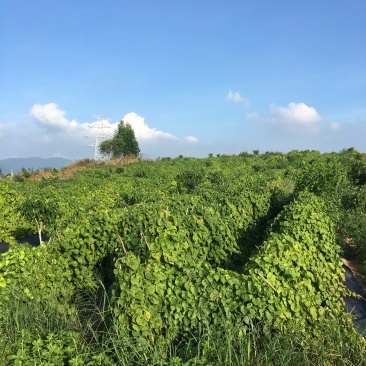 自有基地百亩甜薯(毛薯)还有十天上市，现挖现卖，基地直供