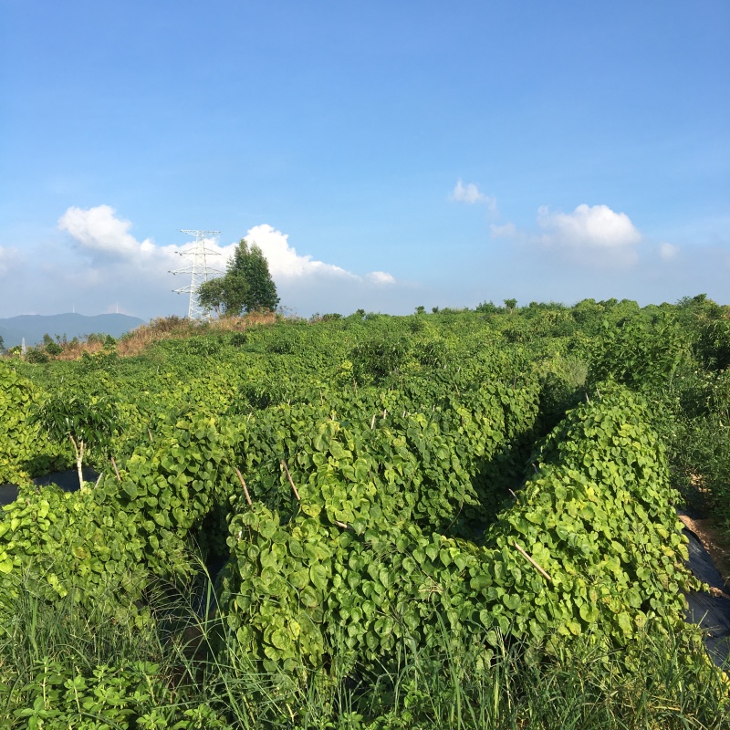 自有基地百亩甜薯(毛薯)还有十天上市，现挖现卖，基地直供