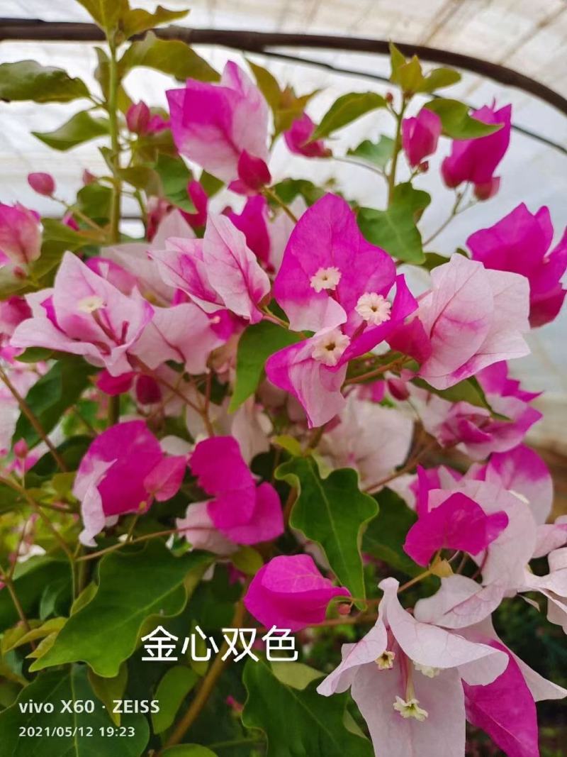彩色三角梅无纺布杯苗，带土发货7.8个品种可搭配发货