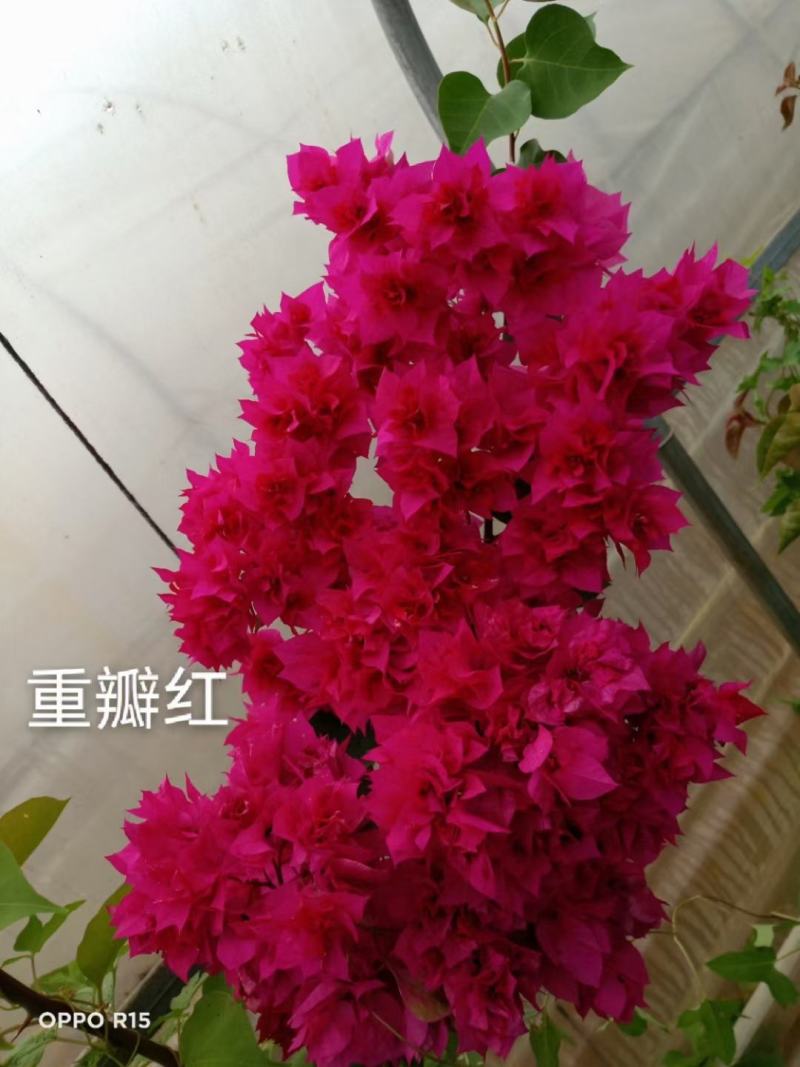 彩色三角梅无纺布杯苗，带土发货7.8个品种可搭配发货