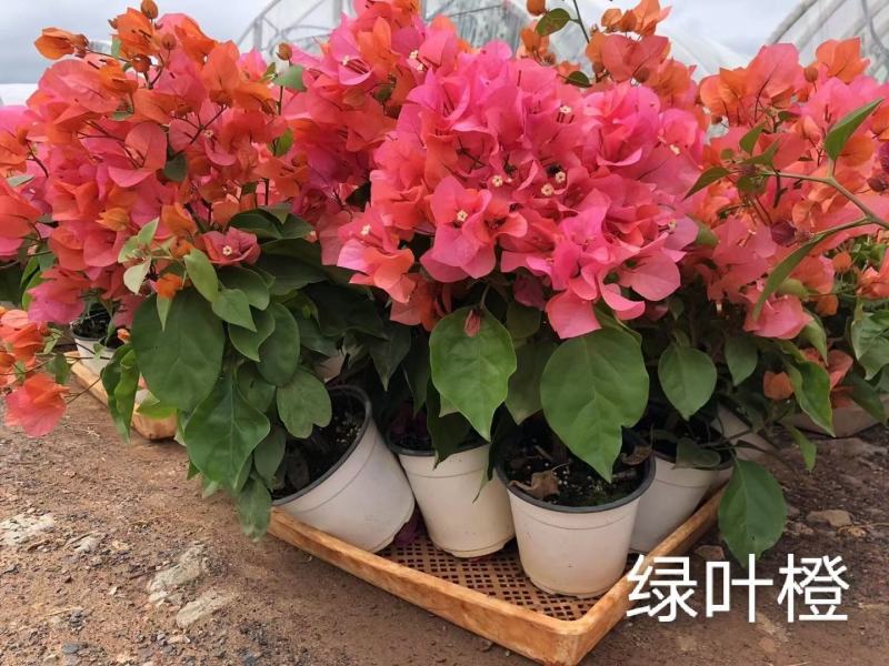 彩色三角梅无纺布杯苗，带土发货7.8个品种可搭配发货