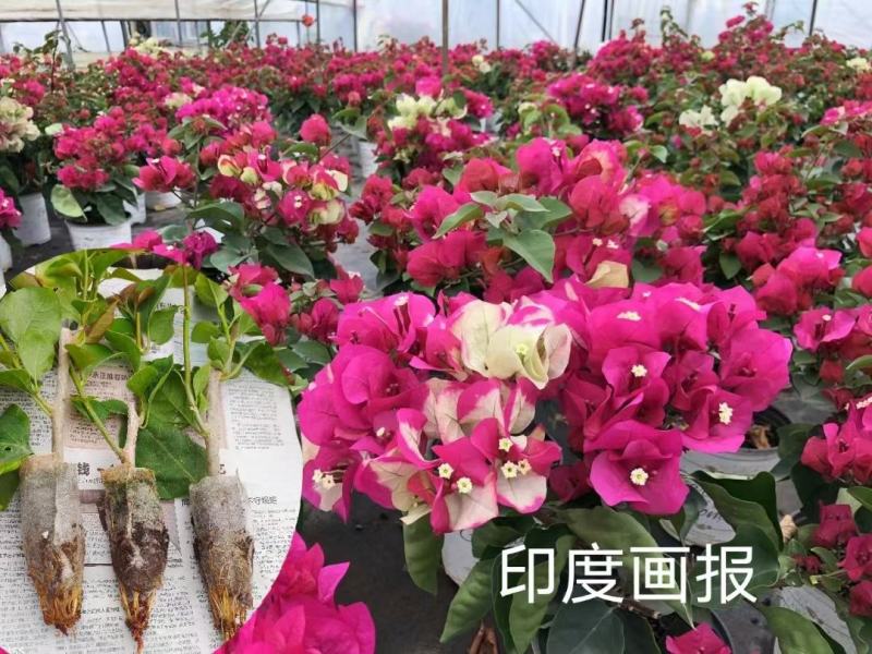 彩色三角梅无纺布杯苗，带土发货7.8个品种可搭配发货
