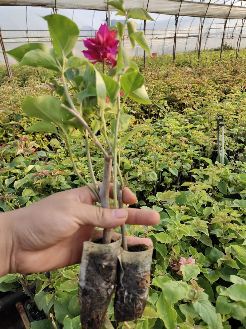 彩色三角梅无纺布杯苗，带土发货7.8个品种可搭配发货