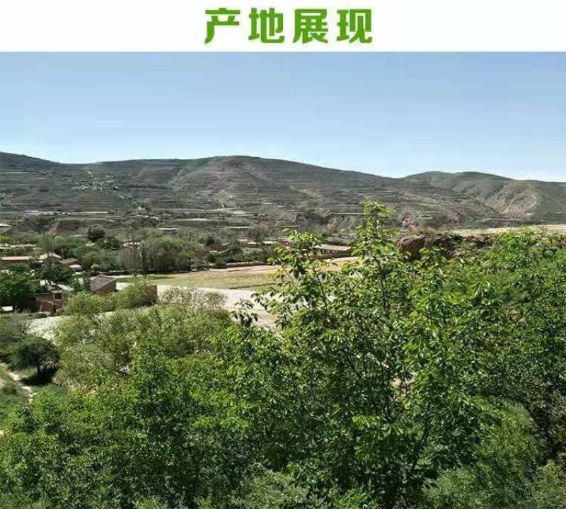 党参新鲜党参2021年现挖甘肃陇西直发现挖现发