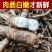 党参新鲜党参2021年现挖甘肃陇西直发现挖现发