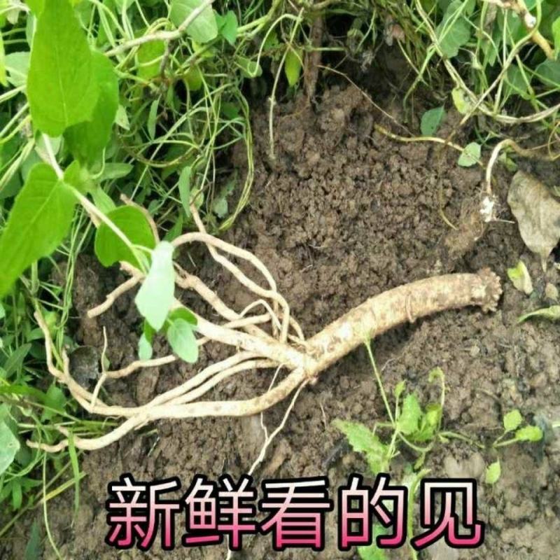 党参新鲜党参2021年现挖甘肃陇西直发现挖现发