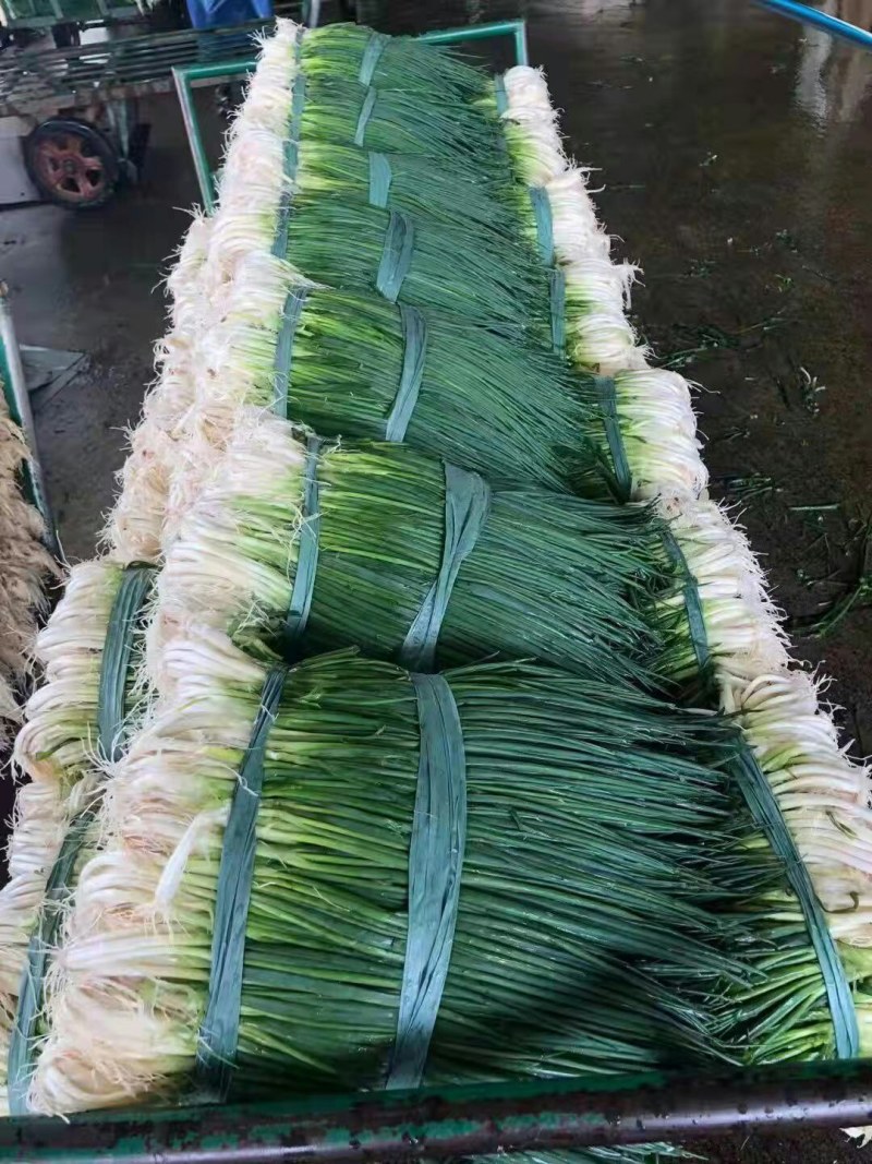 河北永年小葱，产地直销，品质保证，颗细均匀，量大，