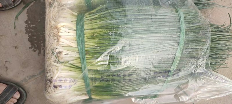 河北永年小葱，产地直销，品质保证，颗细均匀，量大，
