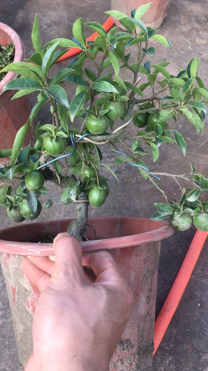 金弹子（小山灌木，嫁接带果）