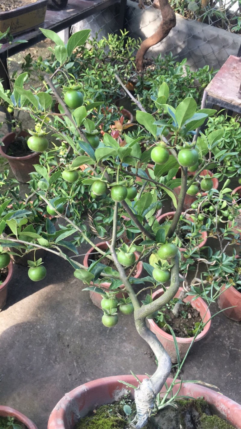 金弹子（小山灌木，嫁接带果）