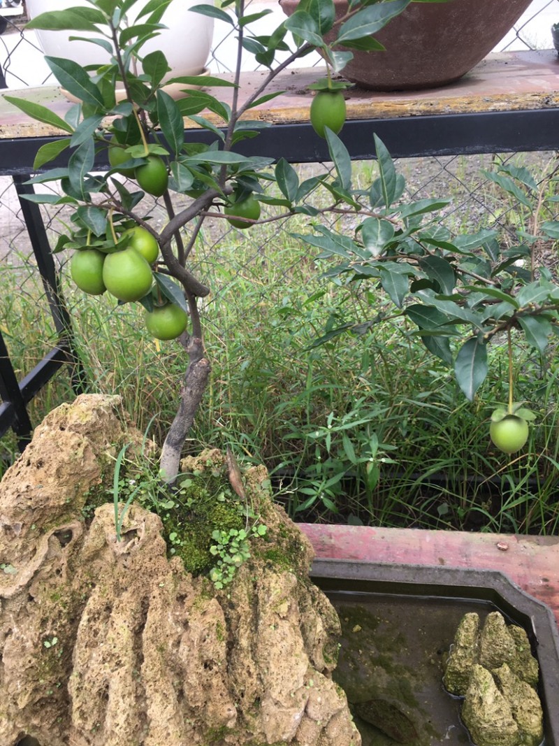 金弹子（小山灌木，嫁接带果）