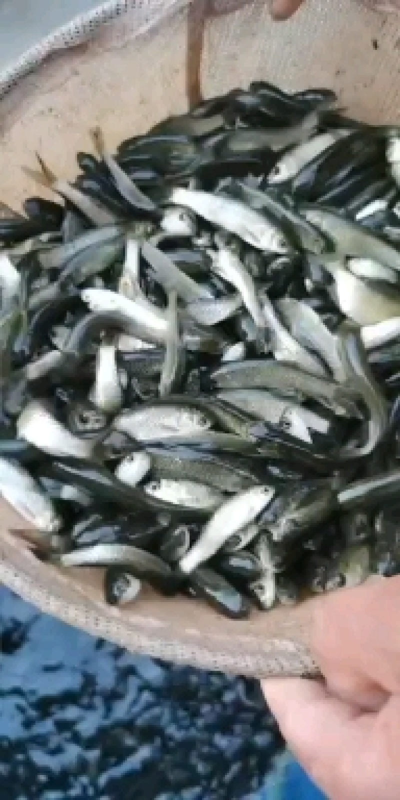 草鱼苗，各种鱼苗品种齐全，量大从优，欢迎各位老板来电咨询