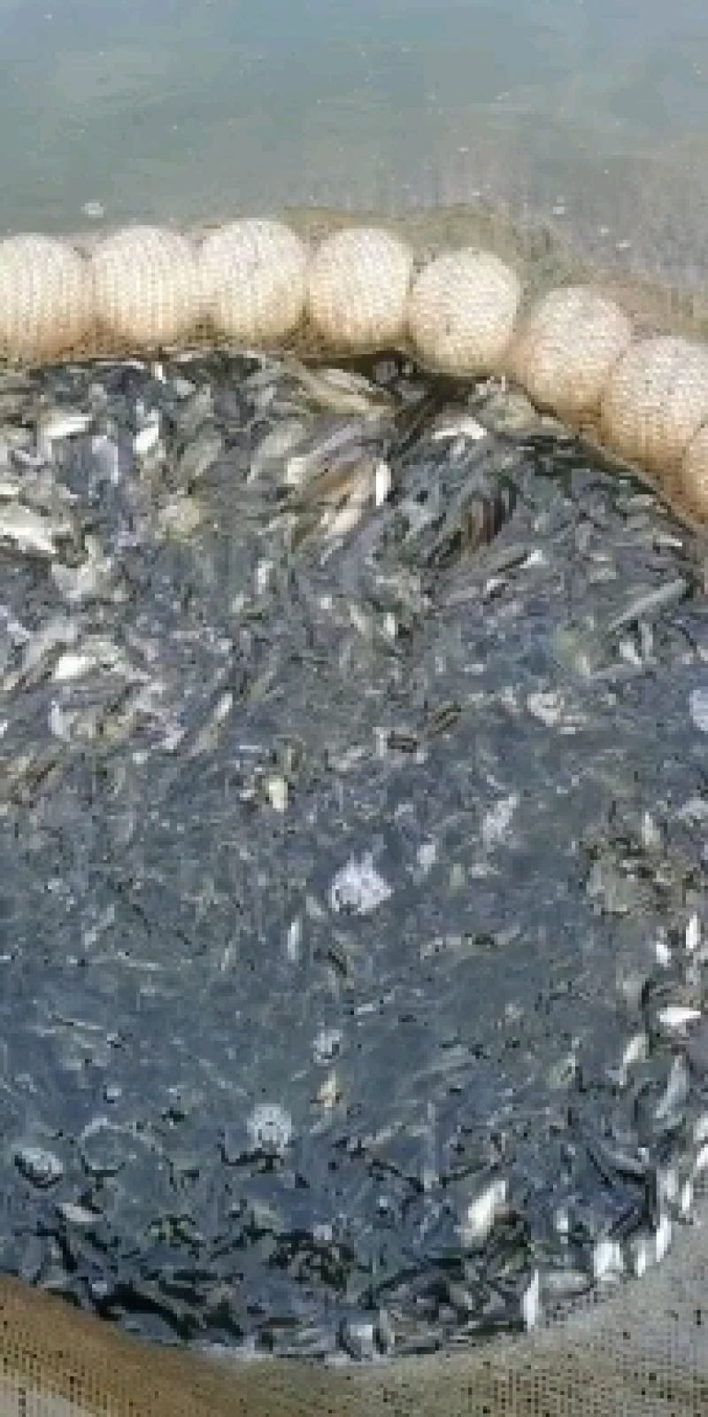 草鱼苗，各种鱼苗品种齐全，量大从优，欢迎各位老板来电咨询