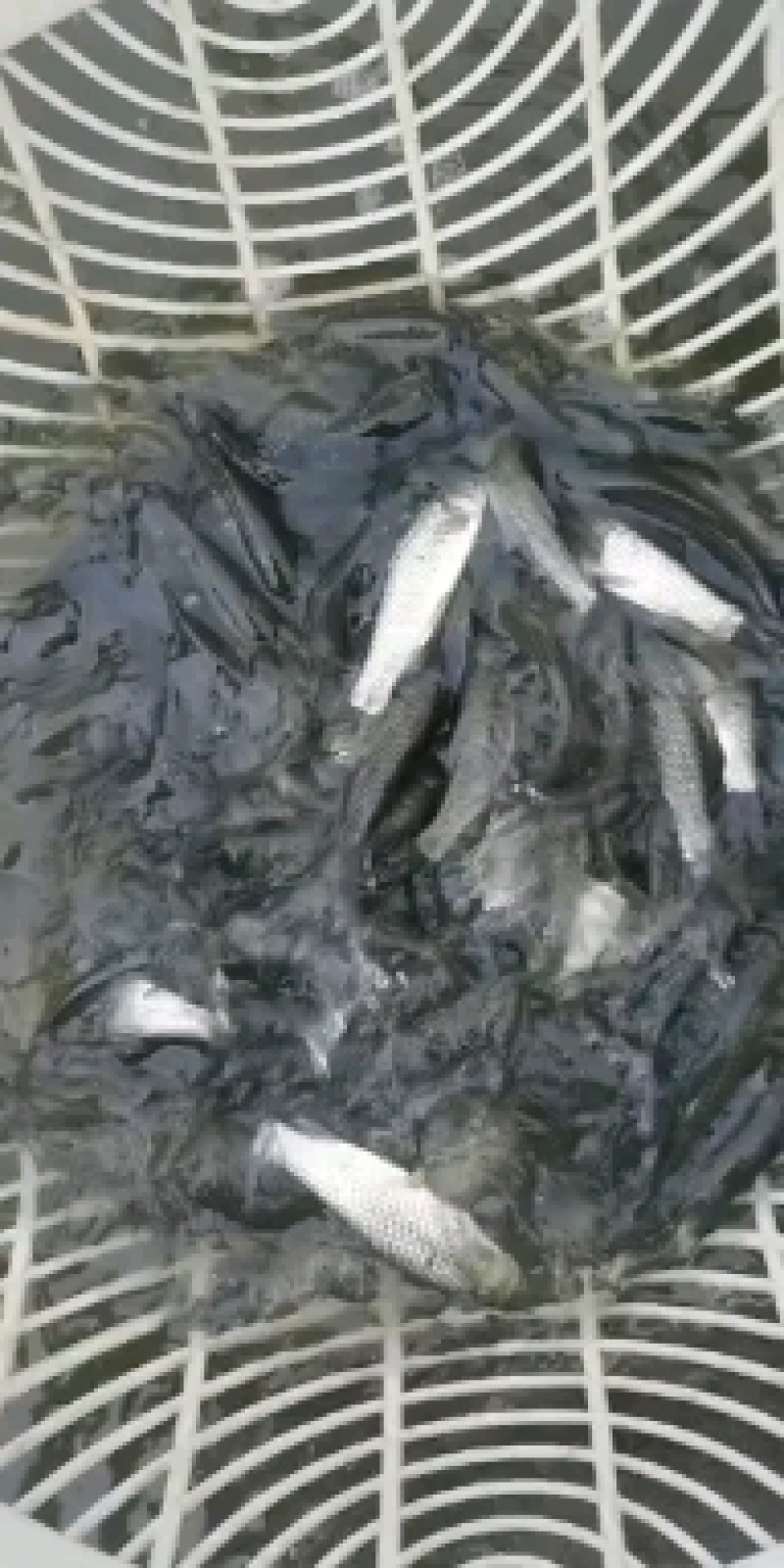 草鱼苗，各种鱼苗品种齐全，量大从优，欢迎各位老板来电咨询
