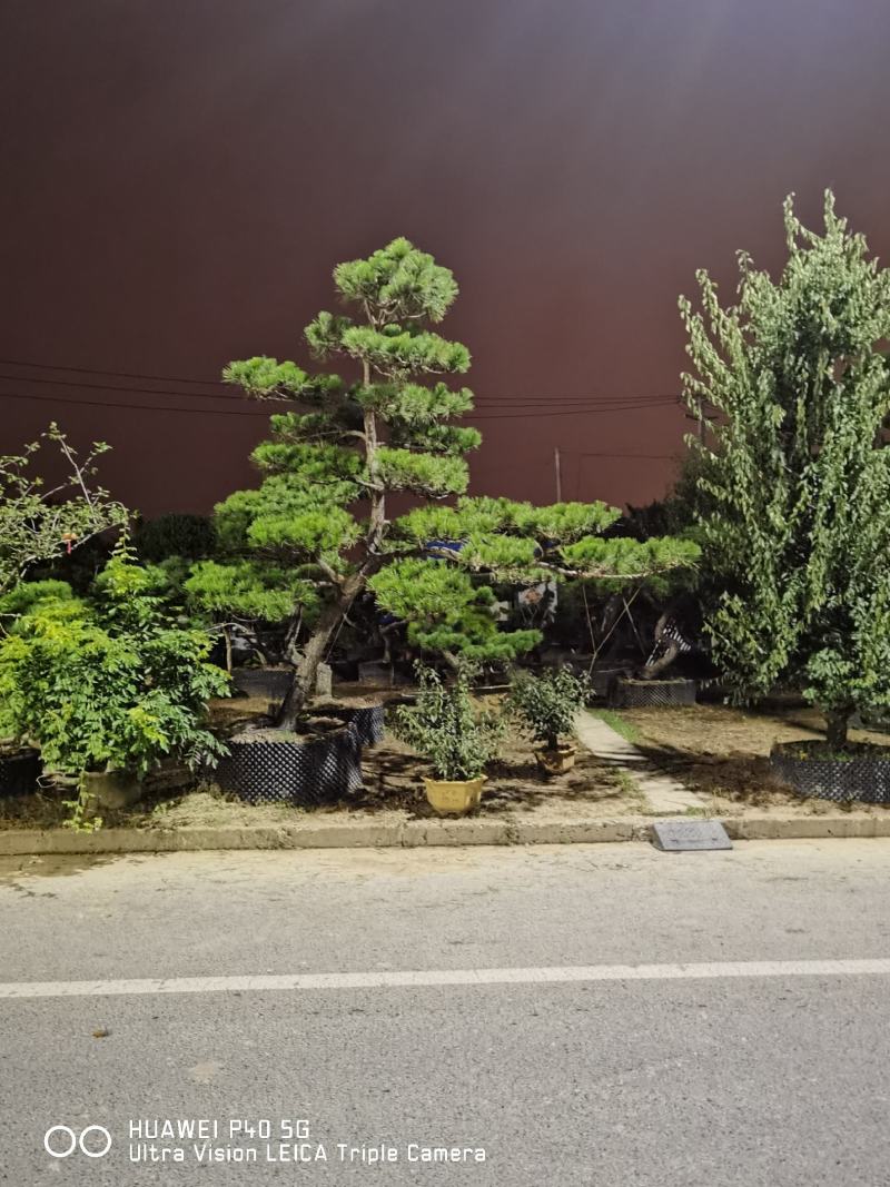 黑松桩盆景桩江苏盆景造型黑松精品造型松地景松景观黑松