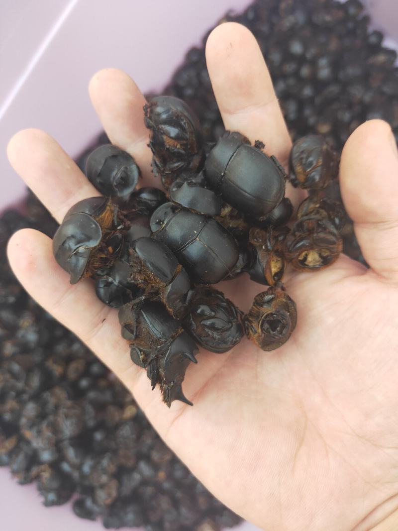新货蜣螂，大将军，屎壳郎！干净无杂质，需要的联系！