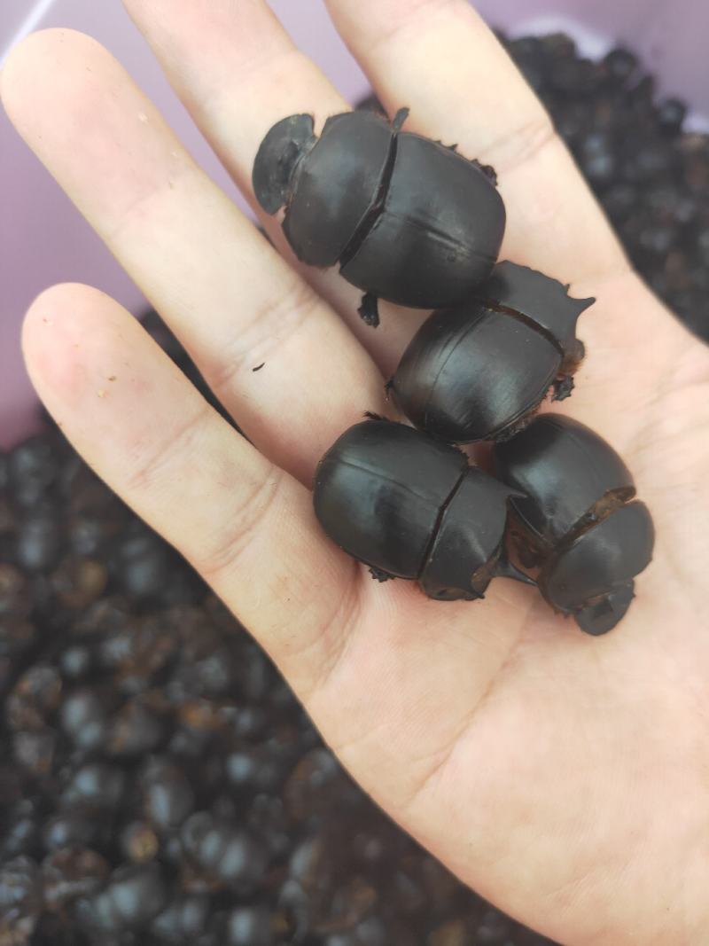 新货蜣螂，大将军，屎壳郎！干净无杂质，需要的联系！