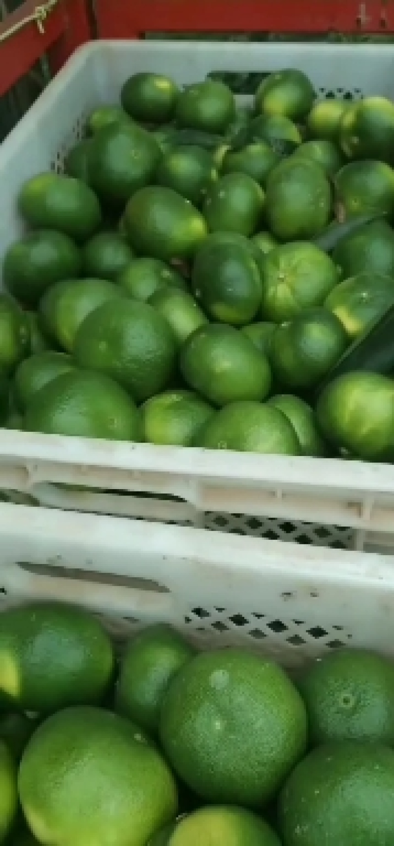 云南早熟蜜橘！特甜！特好吃！卖果的老板喜欢联系