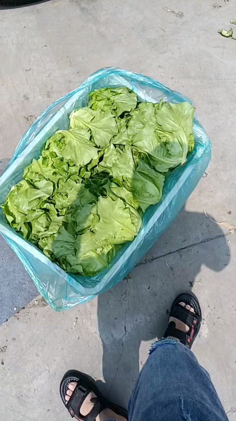 意大利生菜货源充足常年供应可提供增值税发票