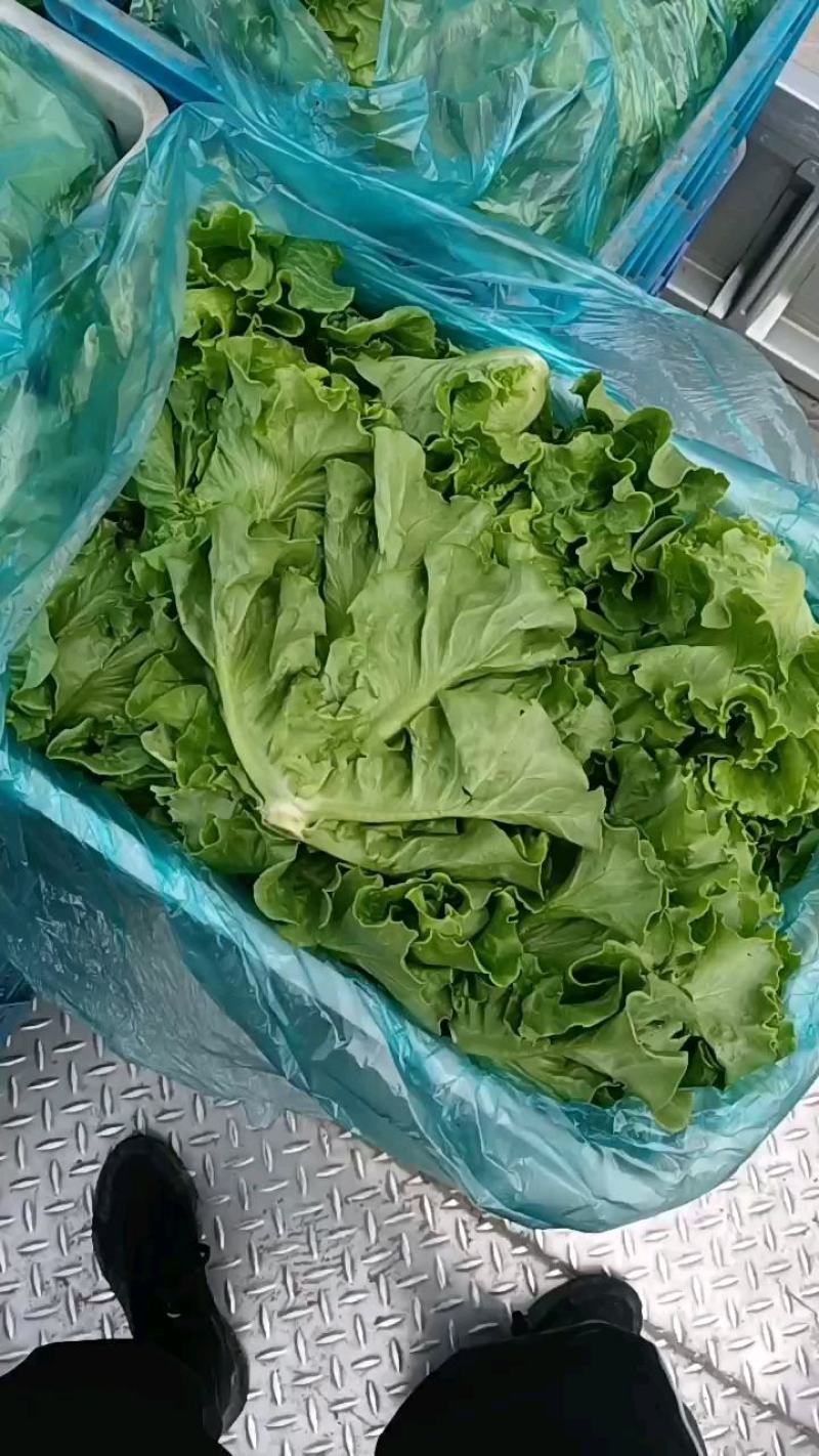 意大利生菜货源充足常年供应可提供增值税发票