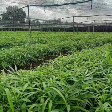 不倒苗姜型多花甜黄精苗