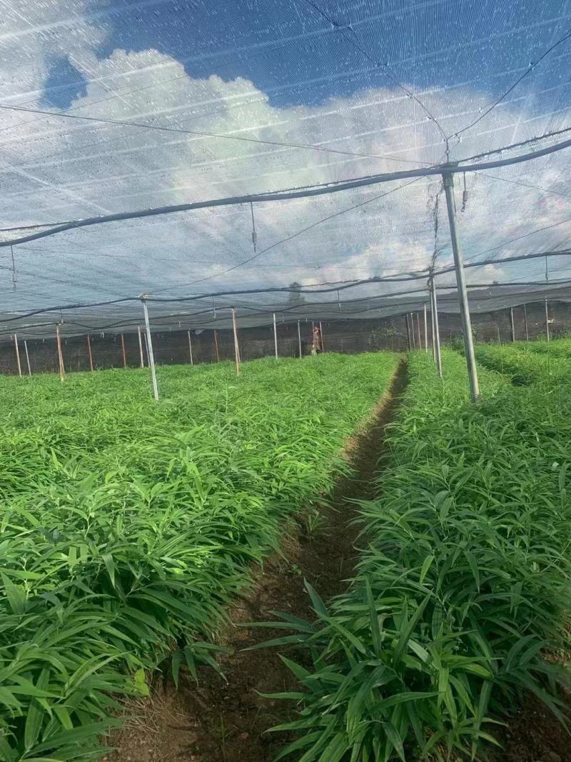 不倒苗姜型多花甜黄精苗