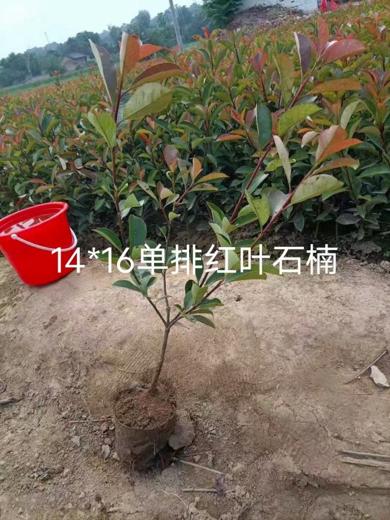 红叶石楠........