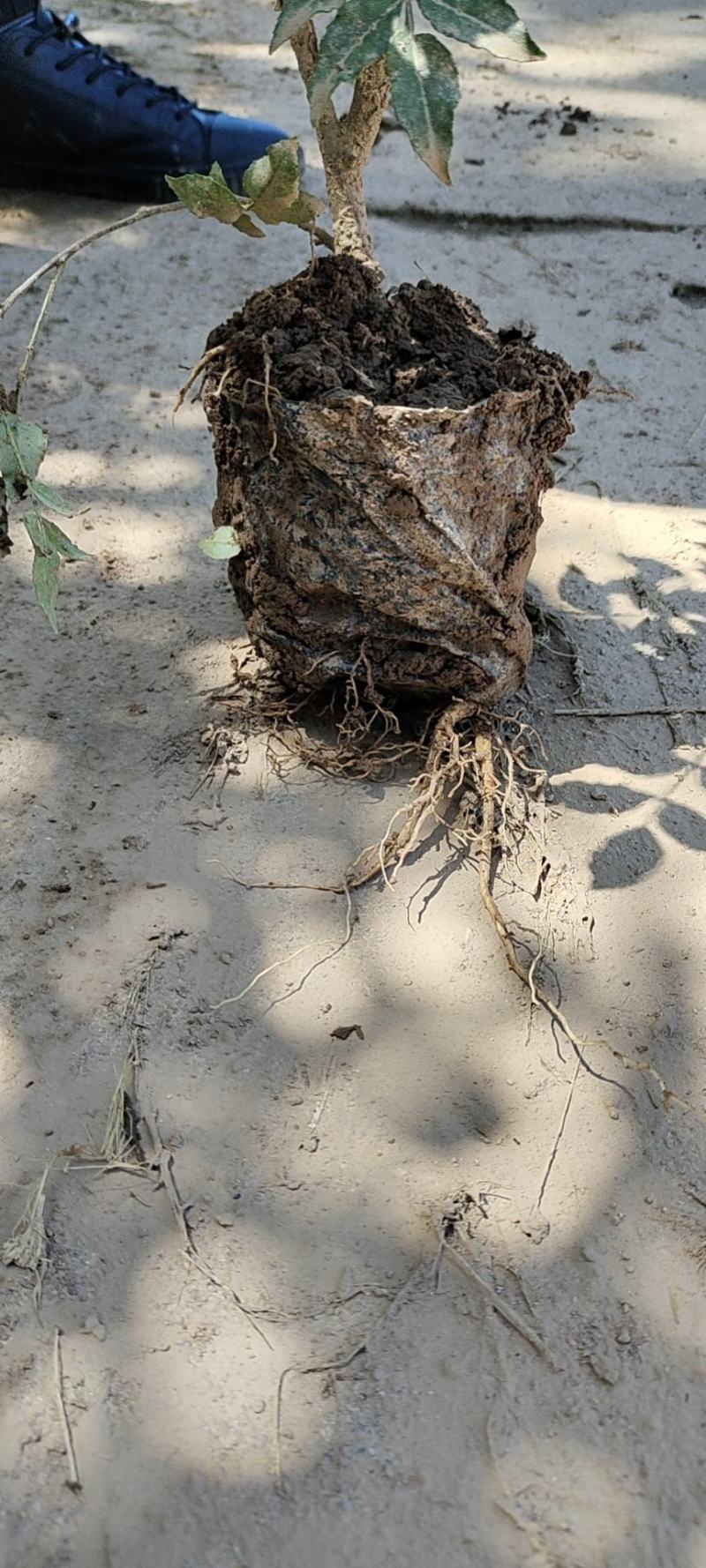 陕西大红袍营养杯花椒苗