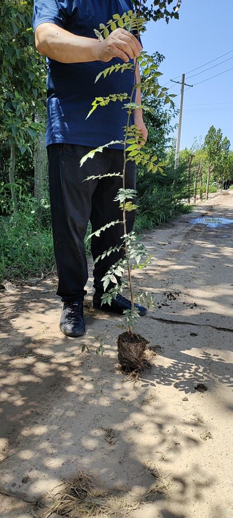 陕西大红袍营养杯花椒苗